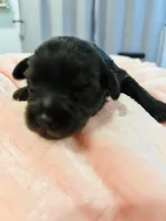 Girl liver, a female Miniature Schnauzer for sale in Montgomery City, MO – 10 of 10