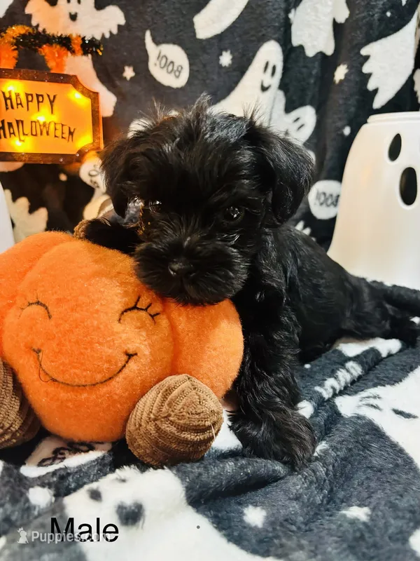 Boy 1 Black – Miniature Schnauzer puppy for sale in Montgomery City, MO