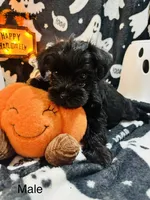 Boy 1 Black, a male Miniature Schnauzer for sale in Montgomery City, MO – 1 of 10