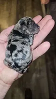 Boy 3 merle, a male Miniature Schnauzer for sale in Montgomery City, MO – 2 of 2