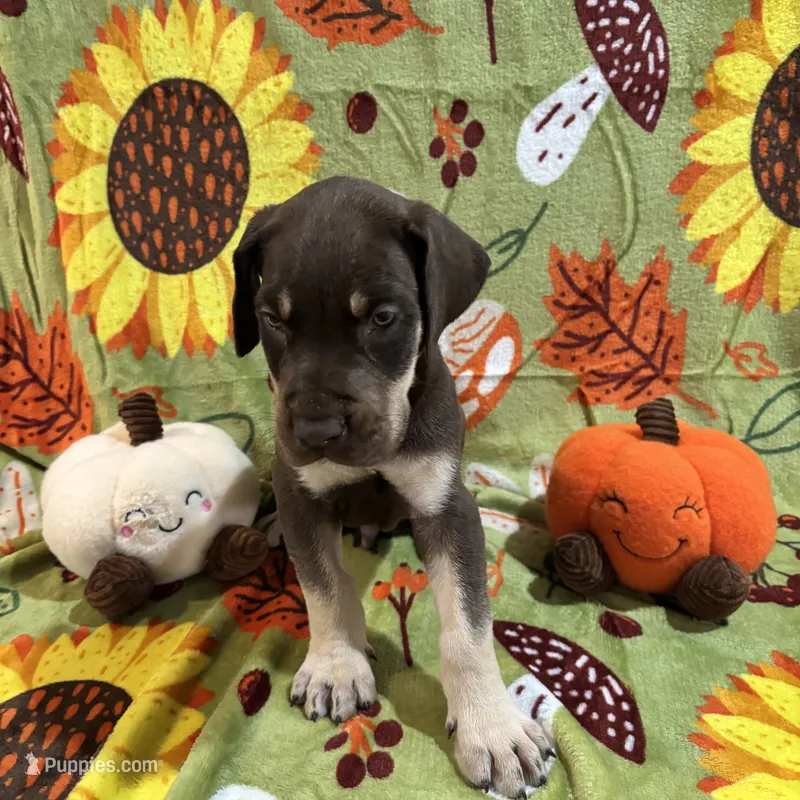 AKC Chocolate Boy Great dane  – Great Dane puppy for sale in Montgomery City, MO