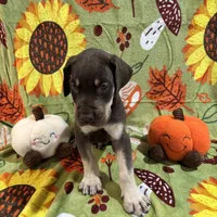 AKC Chocolate Boy Great dane , a male Great Dane for sale in Montgomery City, MO – 1 of 10