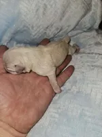 Boy 4 white , a male Miniature Schnauzer for sale in Montgomery City, MO – 2 of 2