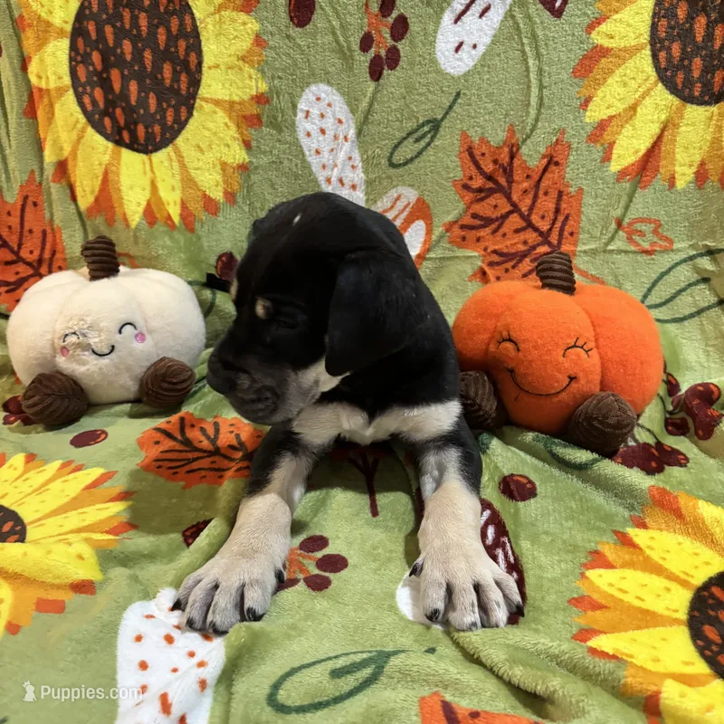 AKC Black female Great Dane  – Great Dane puppy for sale in Montgomery City, MO