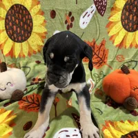 AKC Black female Great Dane , a female Great Dane for sale in Montgomery City, MO – 3 of 10