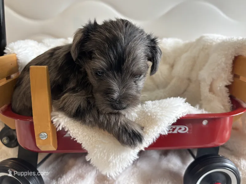 Merle male  – Miniature Schnauzer puppy for sale in Montgomery City, MO