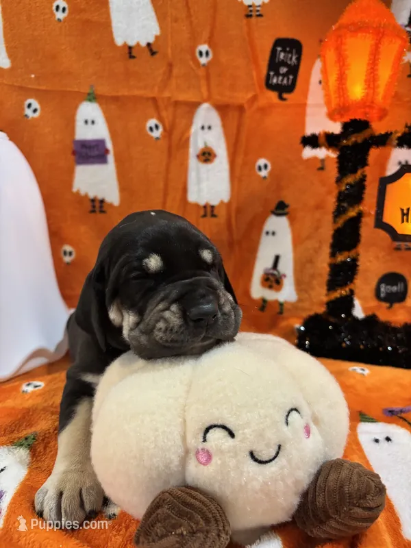 AKC Black female Great Dane  – Great Dane puppy for sale in Montgomery City, MO
