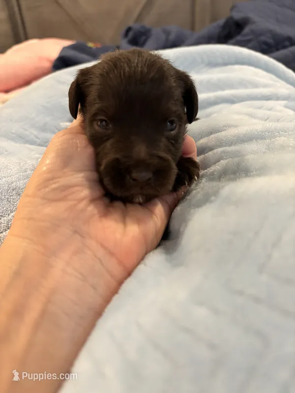 Boy 2 liver – Miniature Schnauzer puppy on hold in Montgomery City, MO