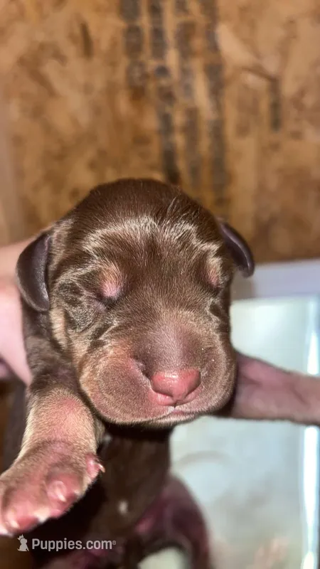 AKC Chocolate Boy Great dane  – Great Dane puppy for sale in Montgomery City, MO