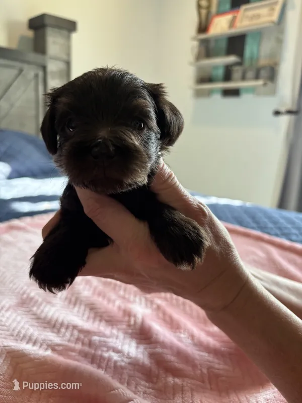 Girl liver – Miniature Schnauzer puppy for sale in Montgomery City, MO