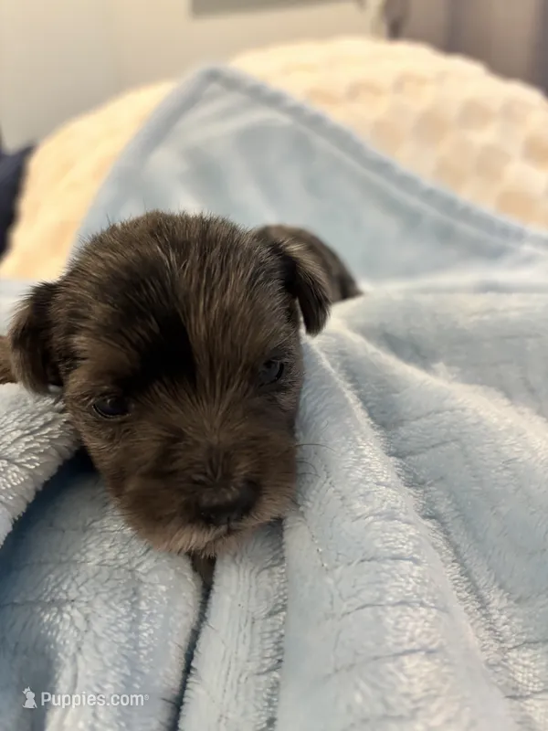 Boy 3 merle – Miniature Schnauzer puppy for sale in Montgomery City, MO