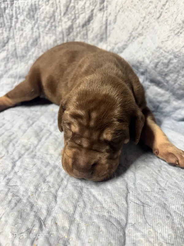 AKC Chocolate Boy Great dane  – Great Dane puppy for sale in Montgomery City, MO
