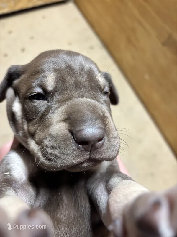 AKC Chocolate Boy Great dane  – Great Dane puppy for sale in Montgomery City, MO