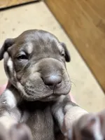 AKC Chocolate Boy Great dane , a male Great Dane for sale in Montgomery City, MO – 8 of 10