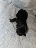 Boy 1 Black, a male Miniature Schnauzer for sale in Montgomery City, MO – 2 of 2