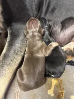 AKC Chocolate Boy Great dane , a male Great Dane for sale in Montgomery City, MO – 2 of 2