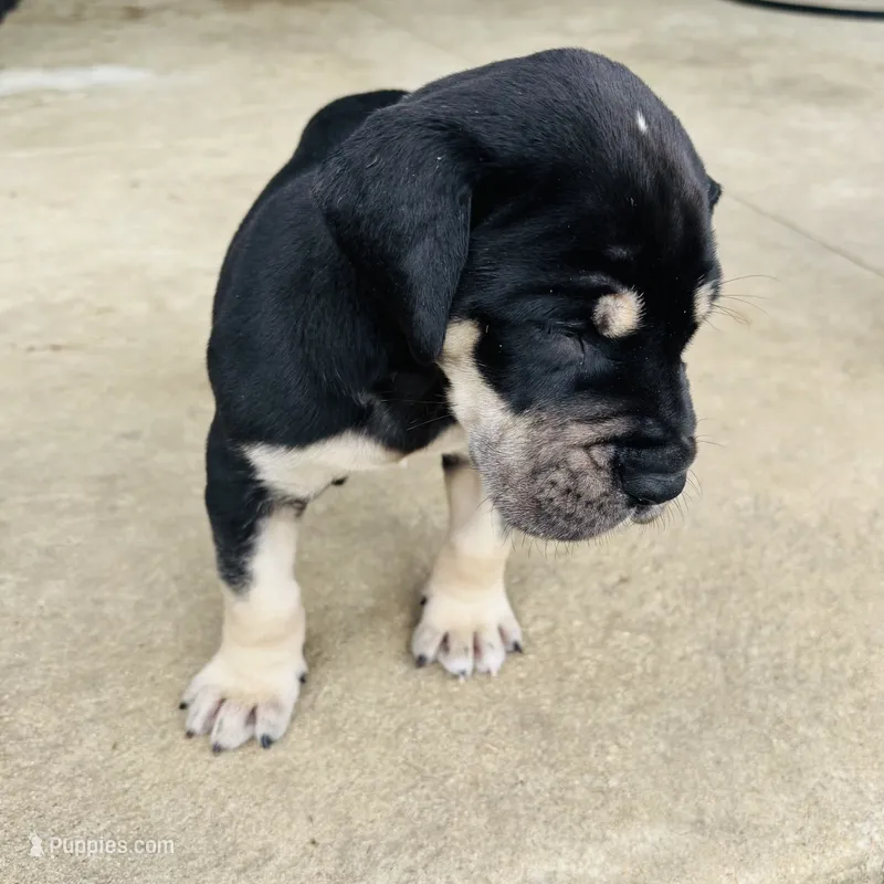 AKC Black female Great Dane  – Great Dane puppy for sale in Montgomery City, MO