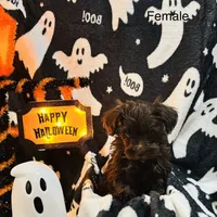 Girl liver, a female Miniature Schnauzer for sale in Montgomery City, MO – 1 of 10