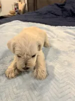 Boy 4 white , a male Miniature Schnauzer for sale in Montgomery City, MO – 9 of 10