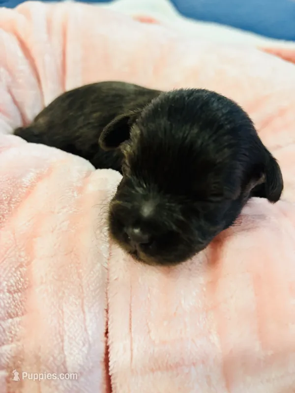 Girl liver – Miniature Schnauzer puppy for sale in Montgomery City, MO