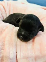 Girl liver, a female Miniature Schnauzer for sale in Montgomery City, MO – 6 of 10