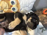 Red collar, a male Great Dane for sale in Montgomery City, MO – Photo 4 of 10