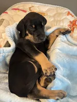 Red collar, a male Great Dane for sale in Montgomery City, MO – Photo 2 of 10