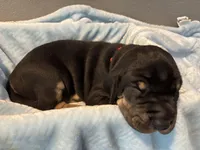 Red collar, a male Great Dane for sale in Montgomery City, MO – Photo 5 of 10