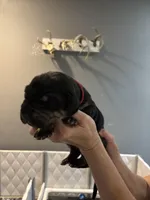 Red collar, a male Great Dane for sale in Montgomery City, MO – Photo 7 of 10