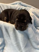 Red collar, a male Great Dane for sale in Montgomery City, MO – Photo 10 of 10