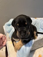 Red collar, a male Great Dane for sale in Montgomery City, MO – Photo 3 of 10