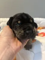 Red collar, a male Great Dane for sale in Montgomery City, MO – Photo 6 of 10