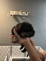 Red collar, a male Great Dane for sale in Montgomery City, MO – Photo 9 of 10