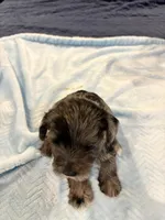 Merle male , a male Miniature Schnauzer for sale in Montgomery City, MO – 3 of 6