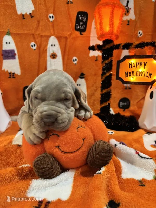 AKC Lilac Great Dane  – Great Dane puppy for sale in Montgomery City, MO