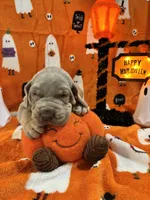 AKC Lilac Great Dane , a female Great Dane for sale in Montgomery City, MO – 5 of 10