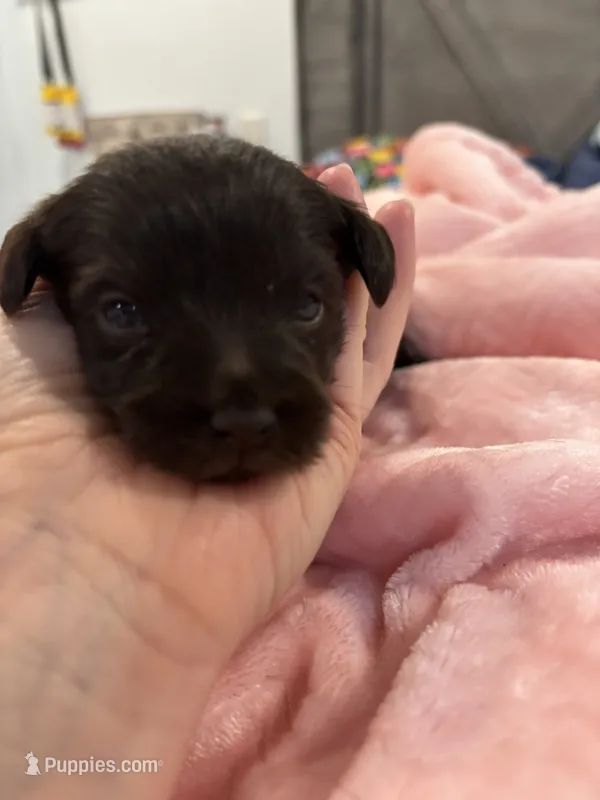 Girl liver – Miniature Schnauzer puppy for sale in Montgomery City, MO