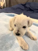 Boy 4 white , a male Miniature Schnauzer for sale in Montgomery City, MO – 10 of 10