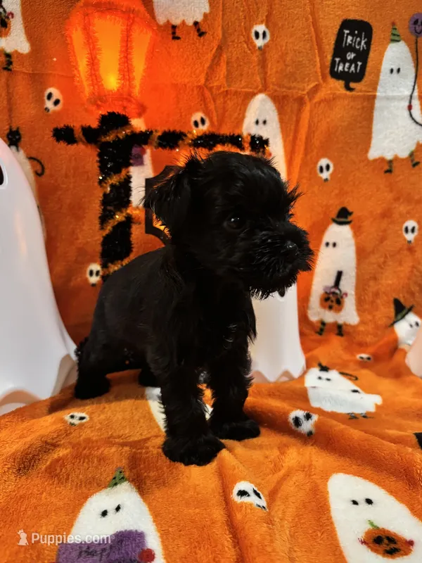 Boy 1 Black – Miniature Schnauzer puppy for sale in Montgomery City, MO