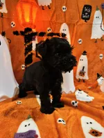 Boy 1 Black, a male Miniature Schnauzer for sale in Montgomery City, MO – 2 of 10