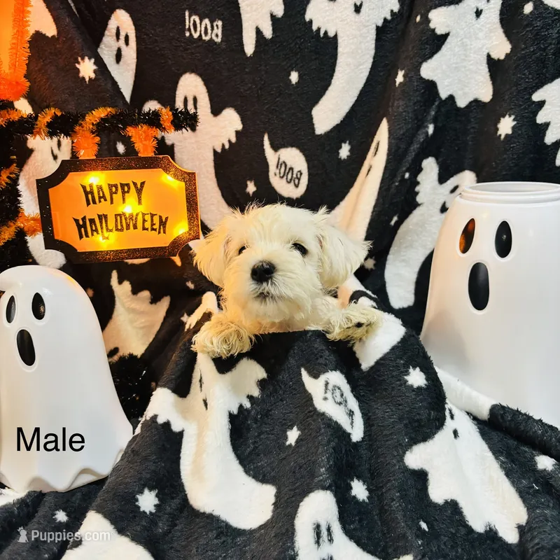 Boy 4 white  – Miniature Schnauzer puppy for sale in Montgomery City, MO