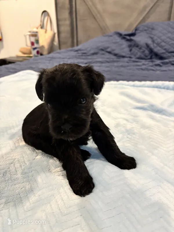 Boy 1 Black – Miniature Schnauzer puppy for sale in Montgomery City, MO