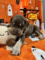 AKC Chocolate Boy Great dane , a male Great Dane for sale in Montgomery City, MO – 4 of 10