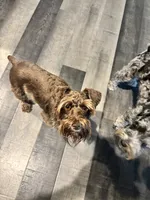 Merle male , a male Miniature Schnauzer for sale in Montgomery City, MO – 6 of 6