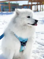 Nikita, a female Samoyed for sale in Mount Vernon, MO – Photo 1 of 3