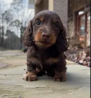 Milo, a male Miniature Dachshund for sale in Atlanta, GA – Photo 5 of 7