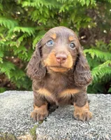 Milo, a male Miniature Dachshund for sale in Atlanta, GA – Photo 2 of 7