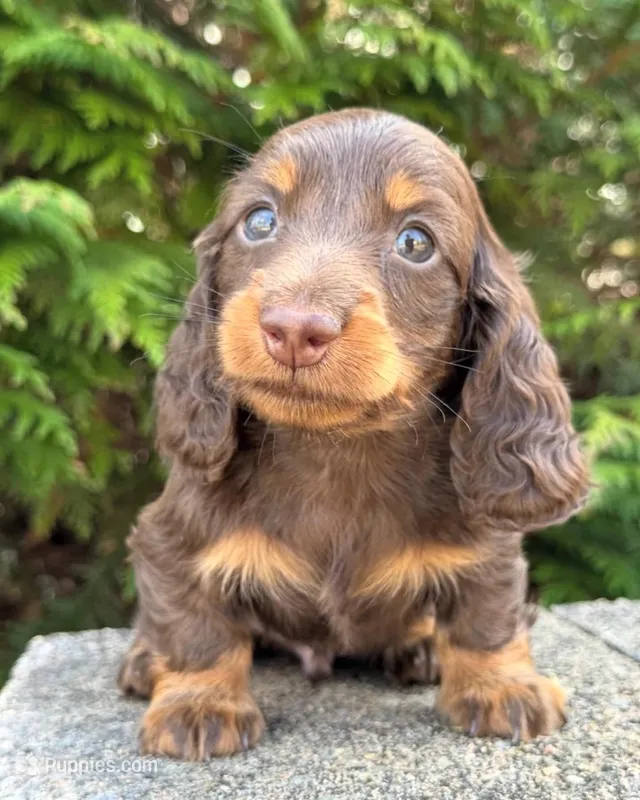 Milo – Miniature Dachshund puppy for sale in Atlanta, GA
