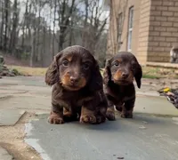 Milo, a male Miniature Dachshund for sale in Atlanta, GA – Photo 7 of 7