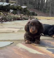 Milo, a male Miniature Dachshund for sale in Atlanta, GA – Photo 6 of 7